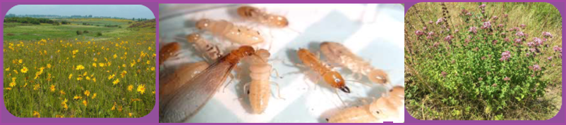 Images de végetaux et de termites